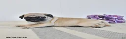 Pug dogs for sale: Opal - Ad 3