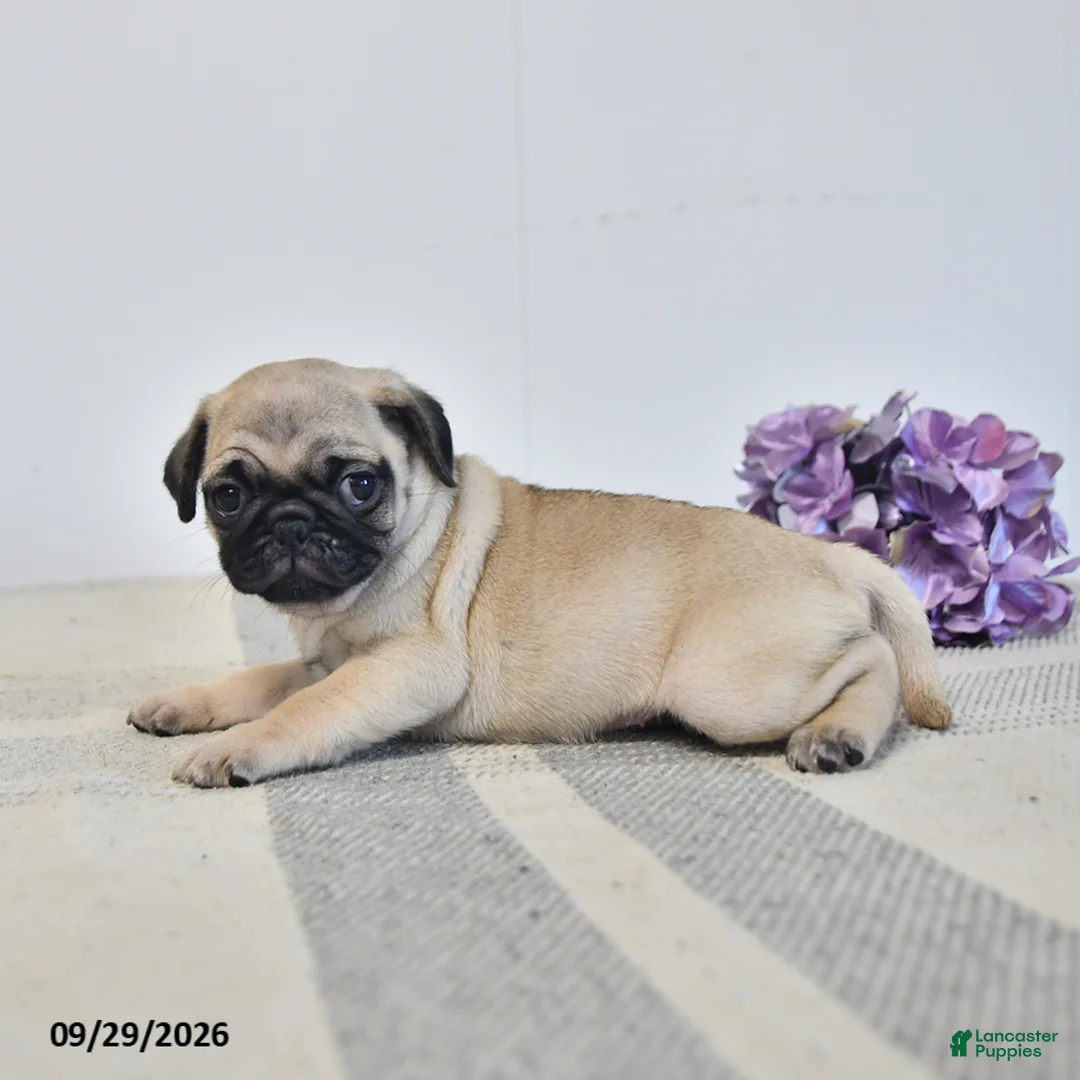 Pug dogs for sale: Opal - Ad 3