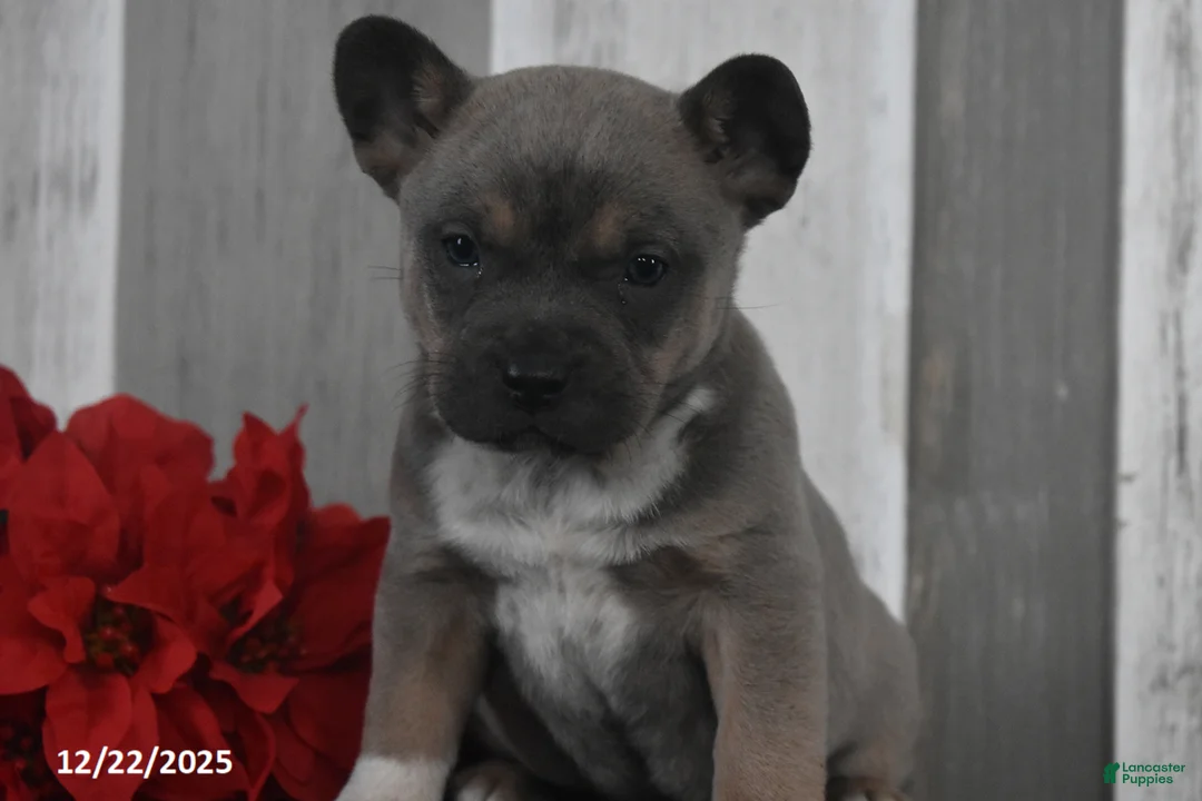 Mixed Breed dogs for sale: Irene - Ad 3