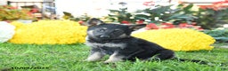 German Shepherd dogs for sale: Lady - Ad 4
