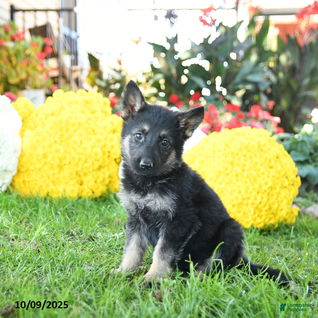 German Shepherd dogs for sale: Lady - Ad 4