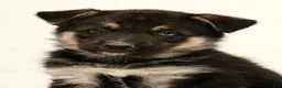 Gerberian Shepsky dogs for sale: Jasper - Ad 6