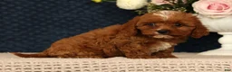 Cavapoo dogs for sale: Lana - Ad 5