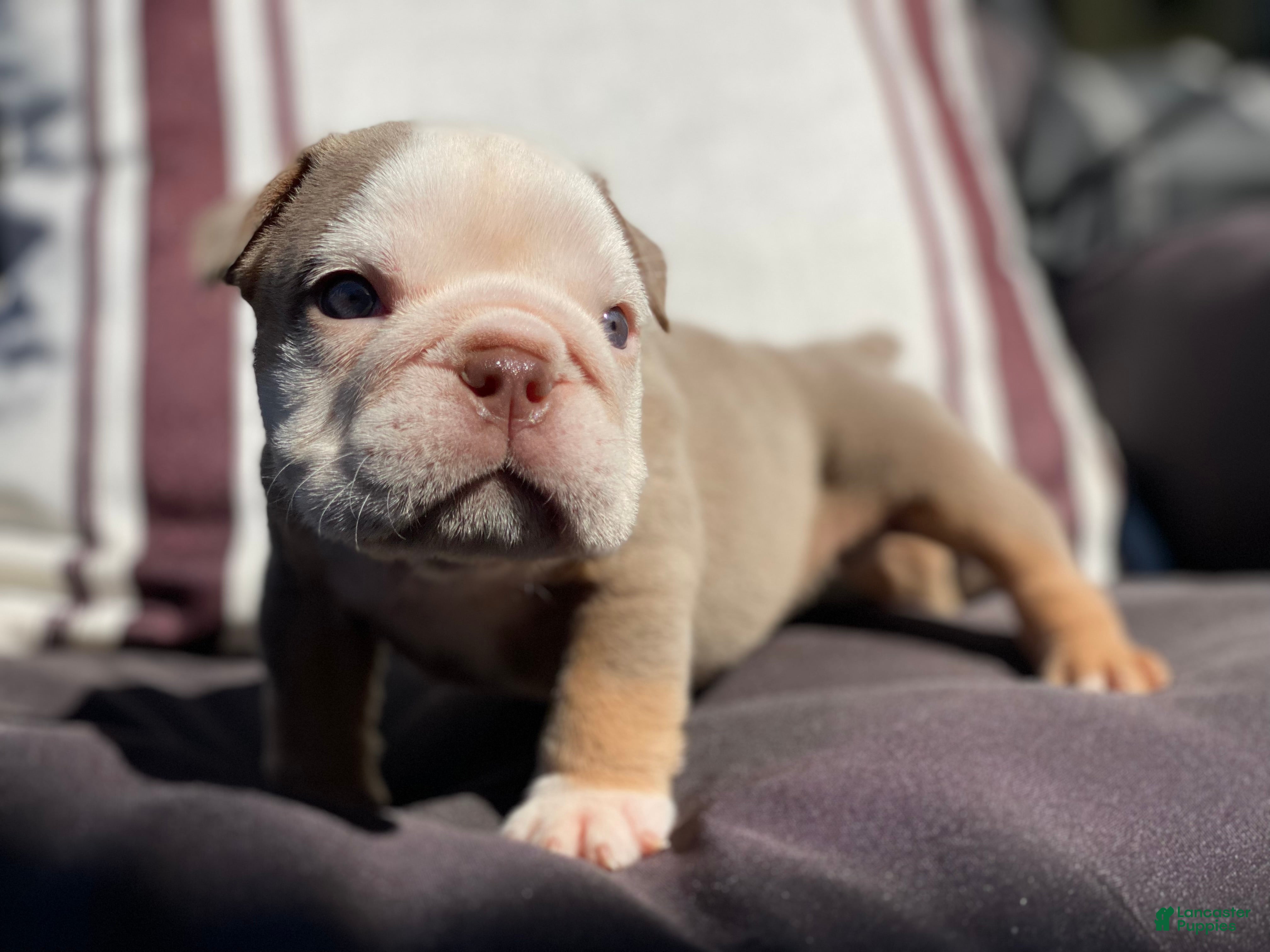 English Bulldog dogs Snow Heart - Ad 20