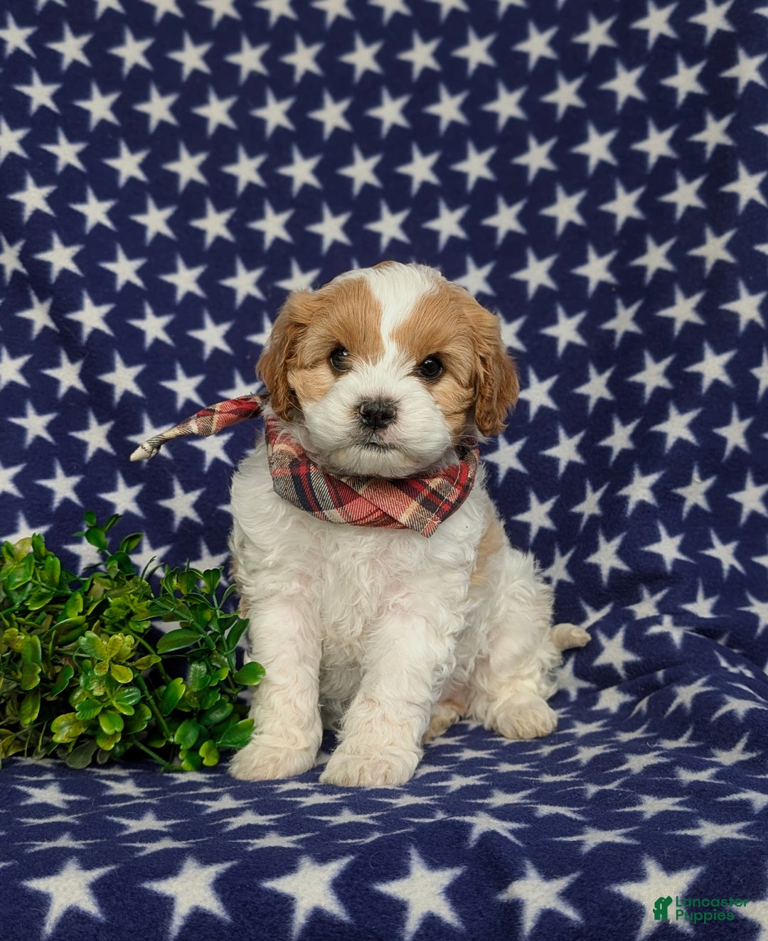 Cavapoo dogs for sale: Willis - Ad 2