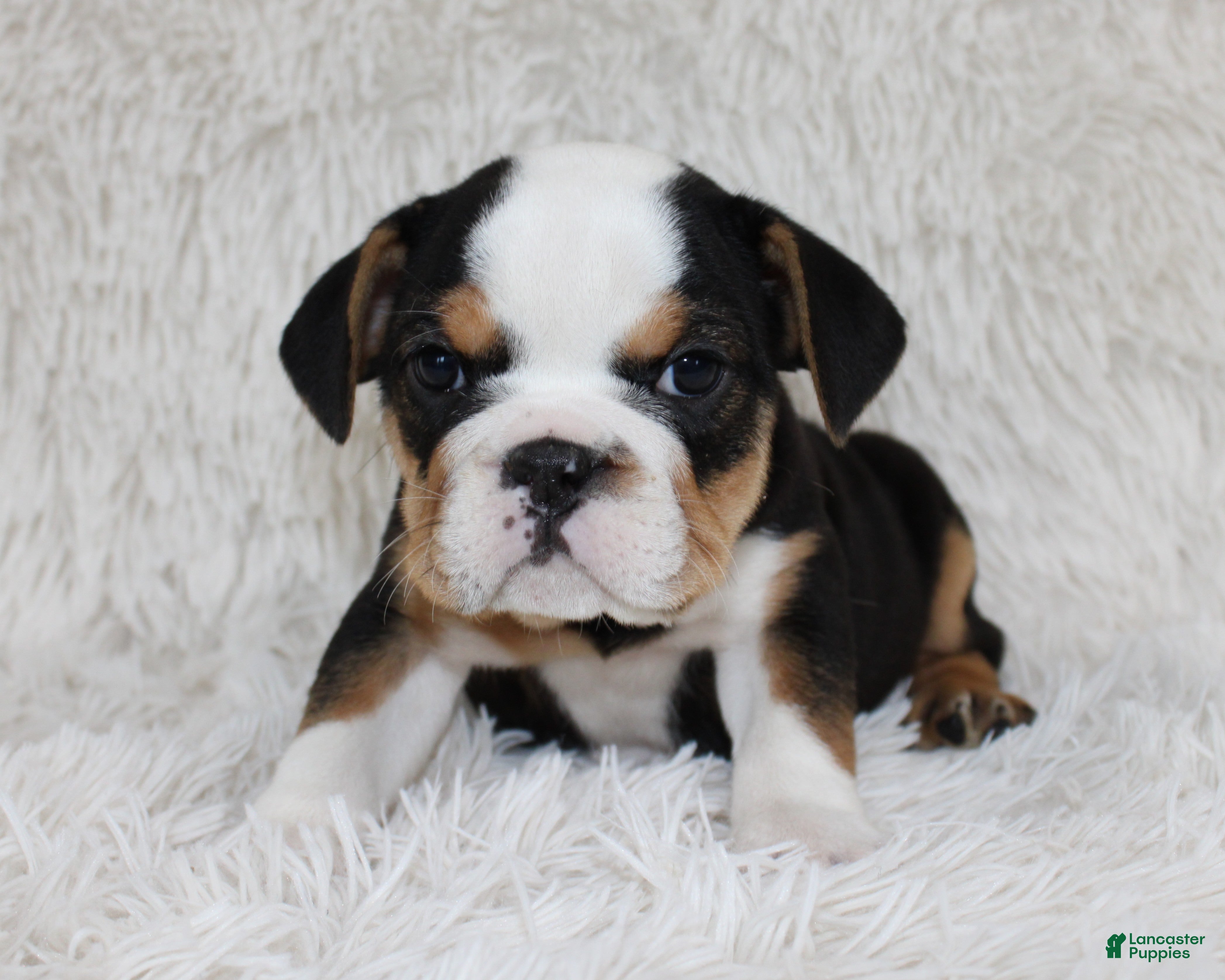 English Bulldog dogs Mabel - Ad 2