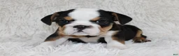 English Bulldog dogs for sale: Mabel - Ad 2