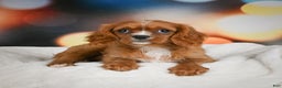 Cavalier King Charles Spaniel dogs for sale: Candy - Ad 6