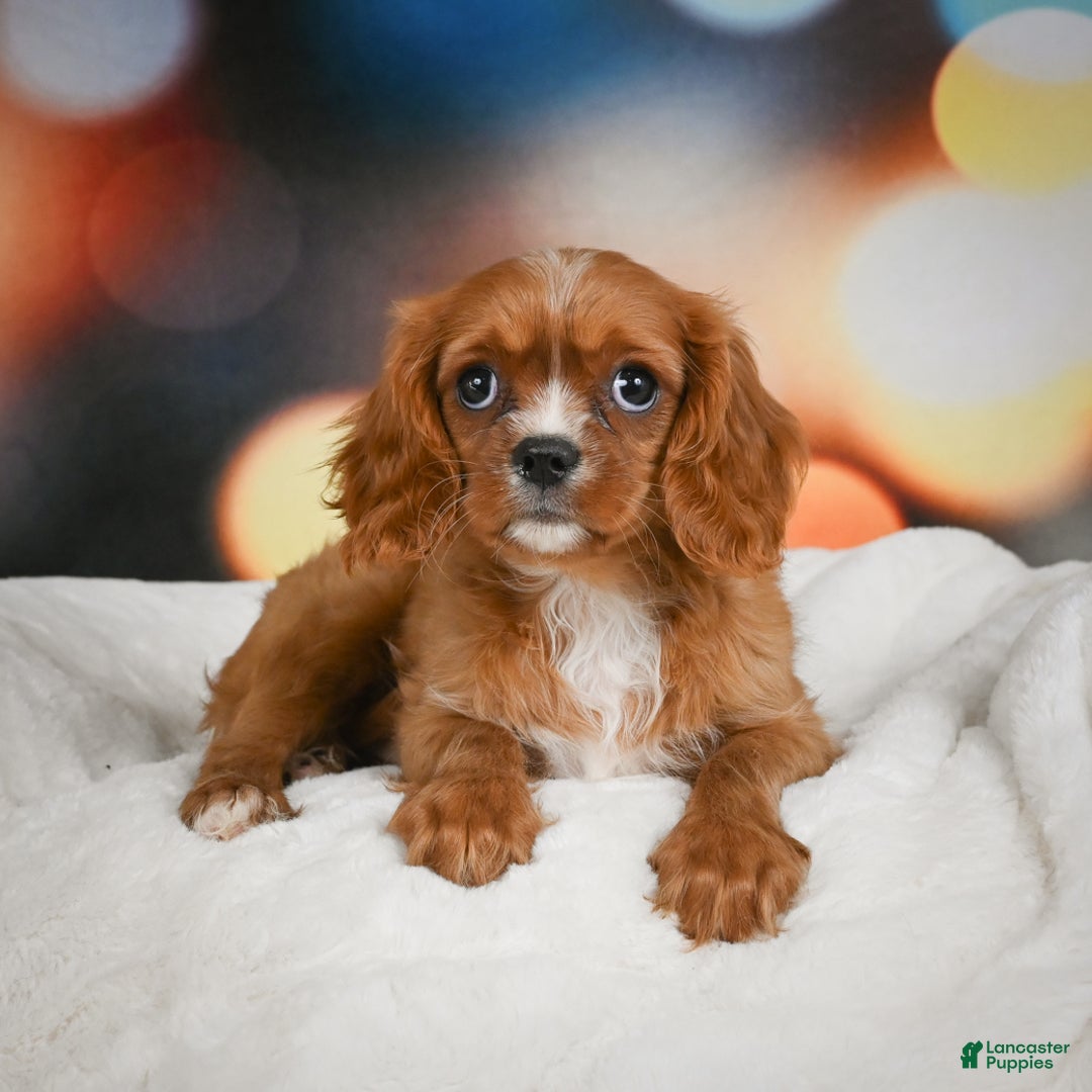 Cavalier King Charles Spaniel dogs for sale: Candy - Ad 6