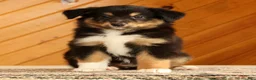 Australian Shepherd dogs for sale: Betty - Ad 3