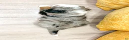Mini Bernedoodle dogs for sale: Blaze - Ad 5
