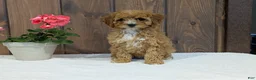 Cavapoo dogs for sale: Paisley  - Ad 7