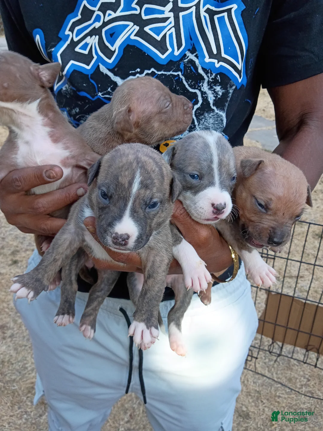 Mixed Breed dogs for sale: Mixed Breed 12 - Ad 1