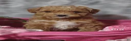 Shihpoo dogs for sale: Fia- on hold - Ad 10