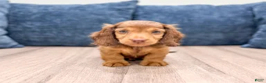 Teddy
