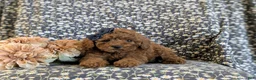 Miniature Poodle dogs for sale: Sybil - Ad 5