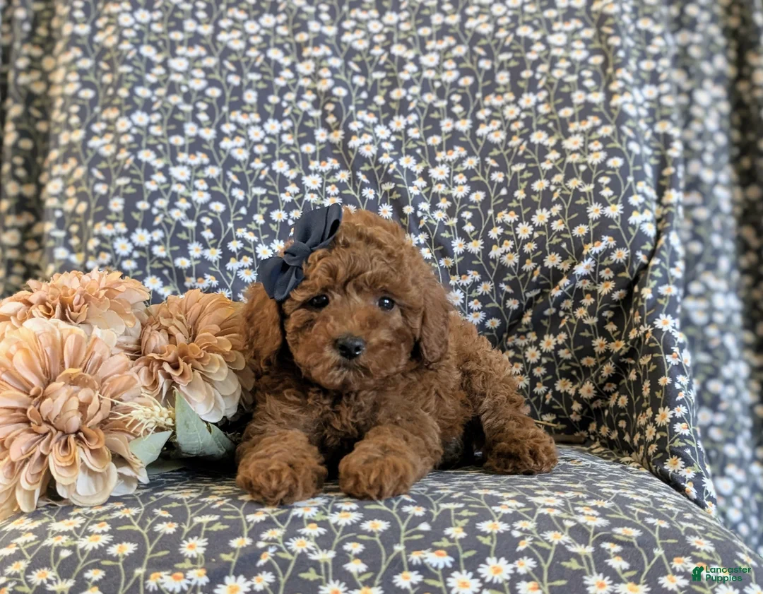 Miniature Poodle dogs for sale: Sybil - Ad 5