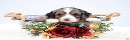Mini Bernedoodle dogs for sale: Felix  - Ad 13