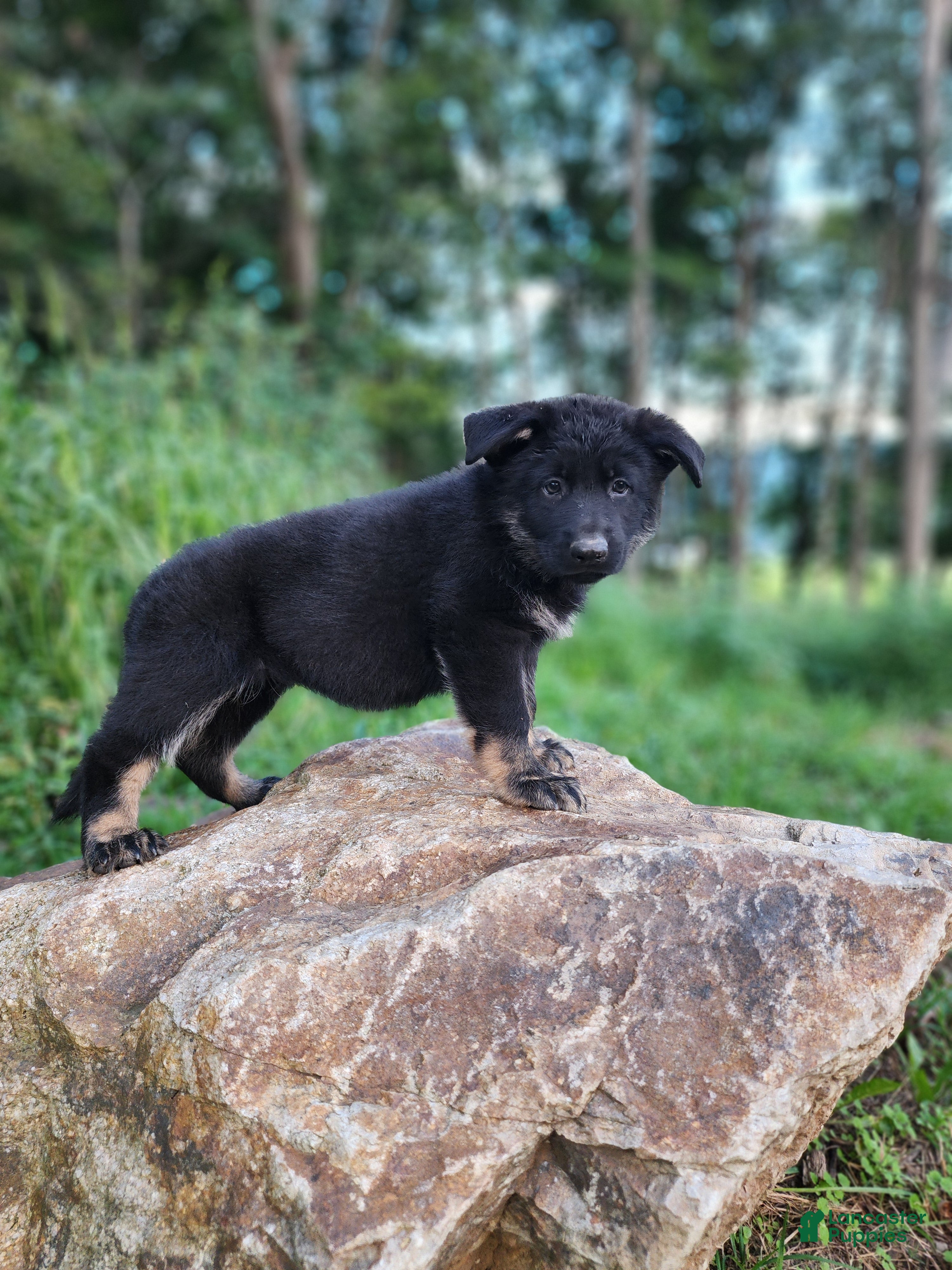 German Shepherd dogs  Timba - Ad 2