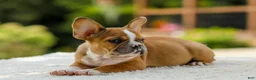 French Bulldog dogs for sale: Opal – Fawn/White - Ad 6