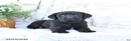 Labrador Retriever dogs for sale: Frankie - Ad 2