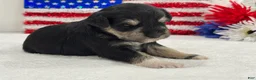 Miniature Schnauzer dogs for sale: Marsha Male 2 - Ad 2