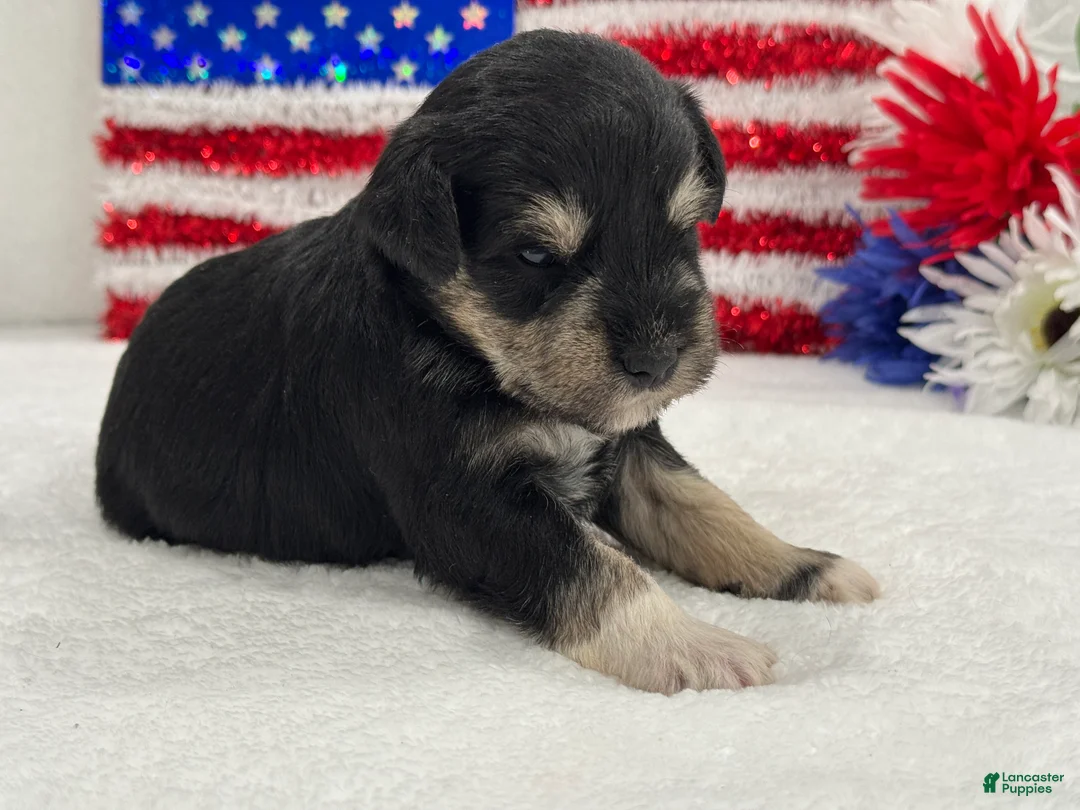 Miniature Schnauzer dogs for sale: Marsha Male 2 - Ad 2
