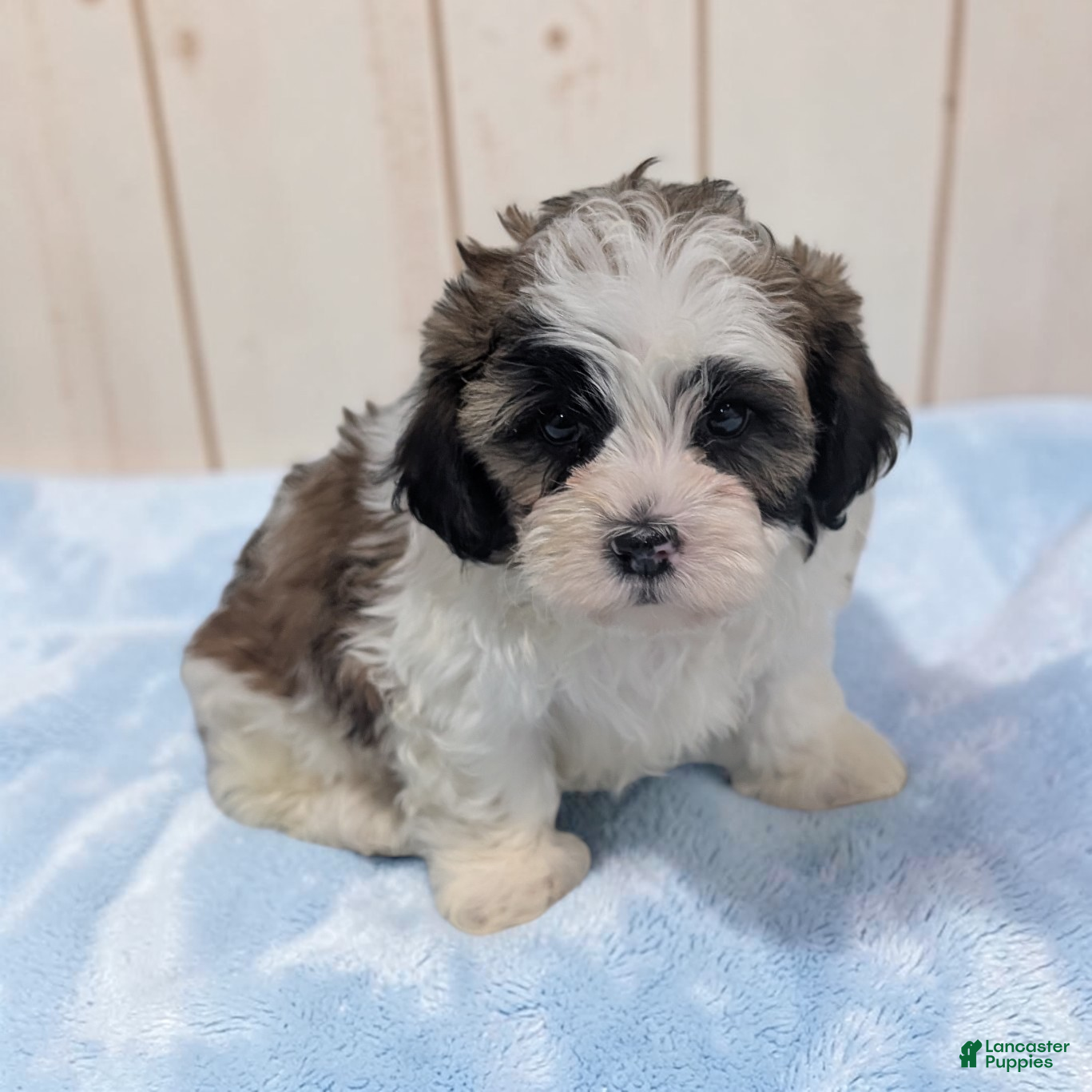 Shihpoo dogs Ripley - Ad 1