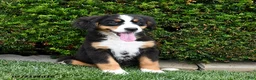 Bernese Mountain Dog dogs for sale: Daisy - Ad 1
