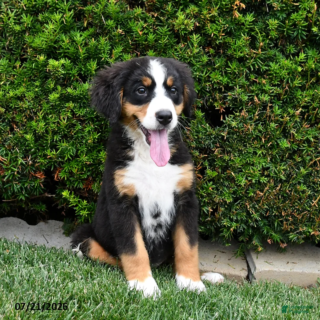 Bernese Mountain Dog dogs for sale: Daisy - Ad 1