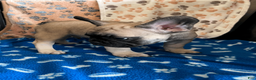French Bulldog dogs for sale: DIAMOND - Ad 20