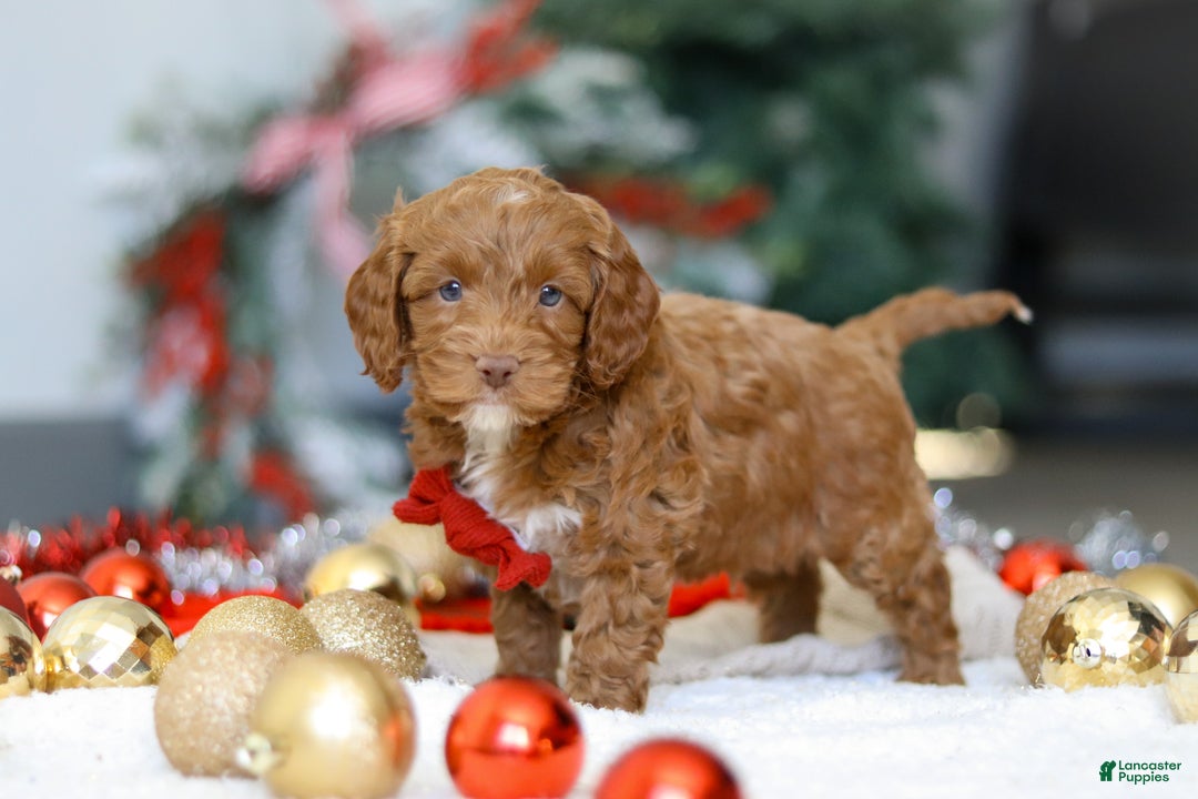 Cockapoo dogs for sale: Cameron - Ad 2
