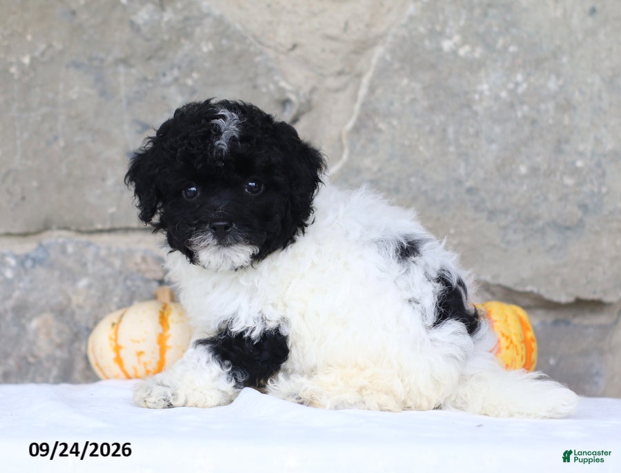 Toy Poodle dogs Carlyle - Ad 2