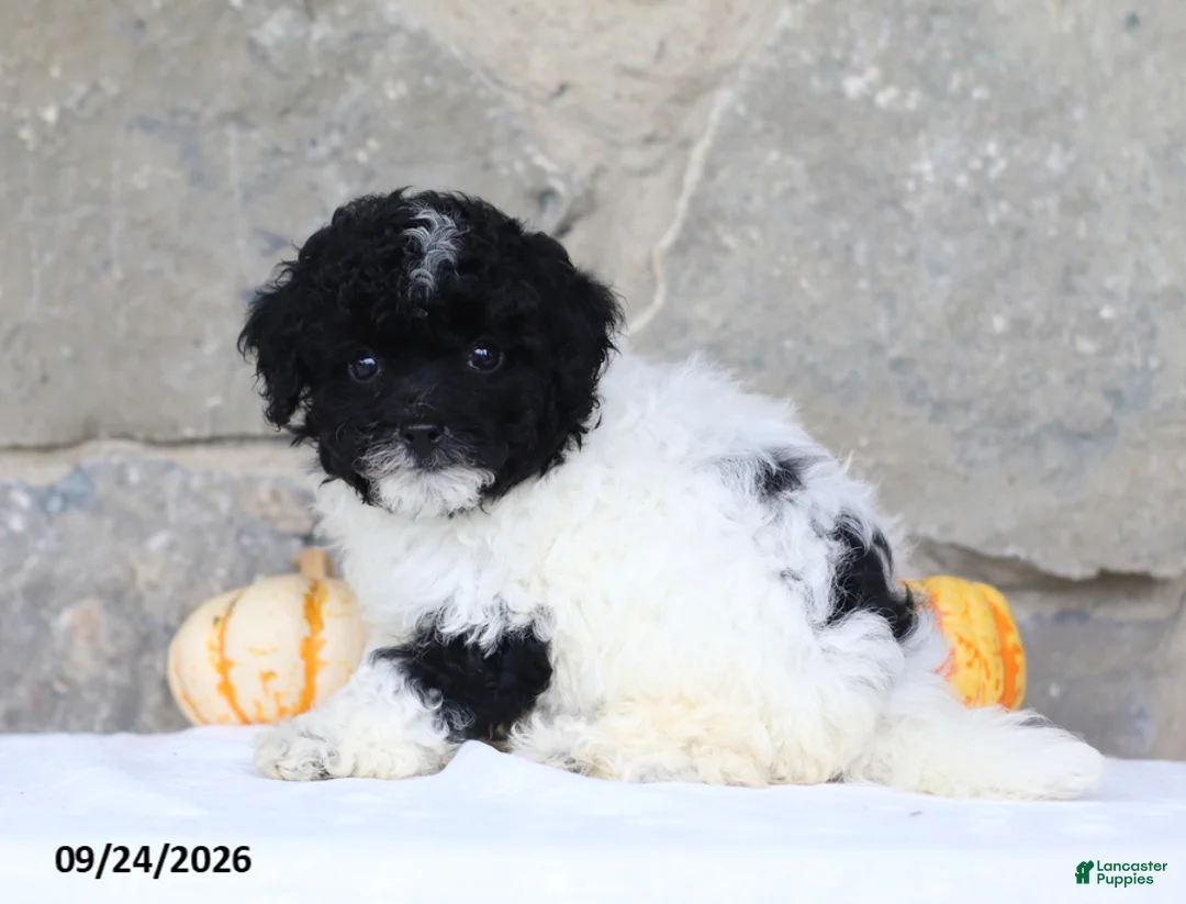 Toy Poodle dogs for sale: Carlyle - Ad 2