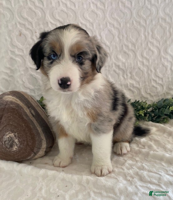 Australian Shepherd dogs Ranger - Ad 1