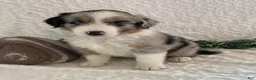 Australian Shepherd dogs for sale: Ranger - Ad 1