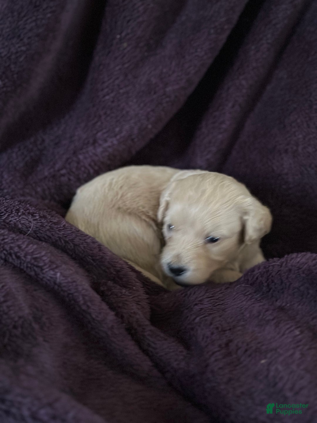 Mini Goldendoodle dogs for sale: Spice - Ad 5