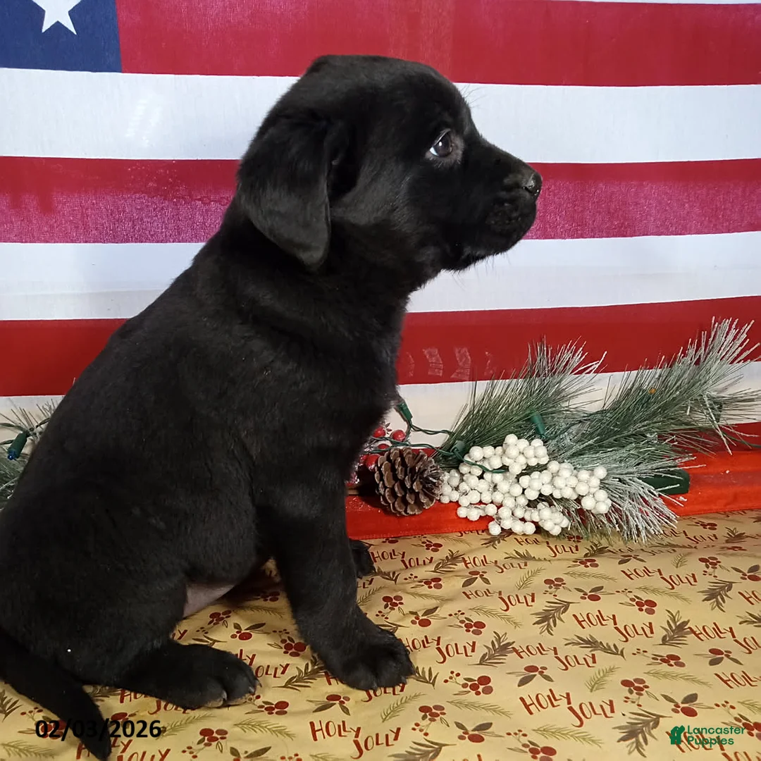 Mixed Breed dogs for sale: Coffee - Ad 2