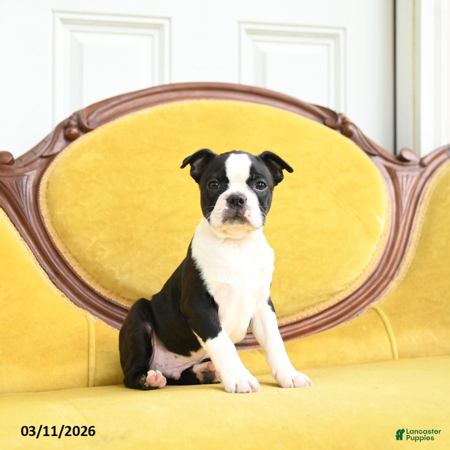 Boston Terrier dogs Sparkles - Ad 1