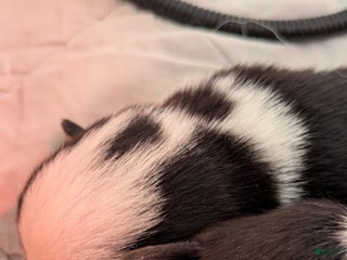 Welsh Corgi Pembroke dogs - Ad 16