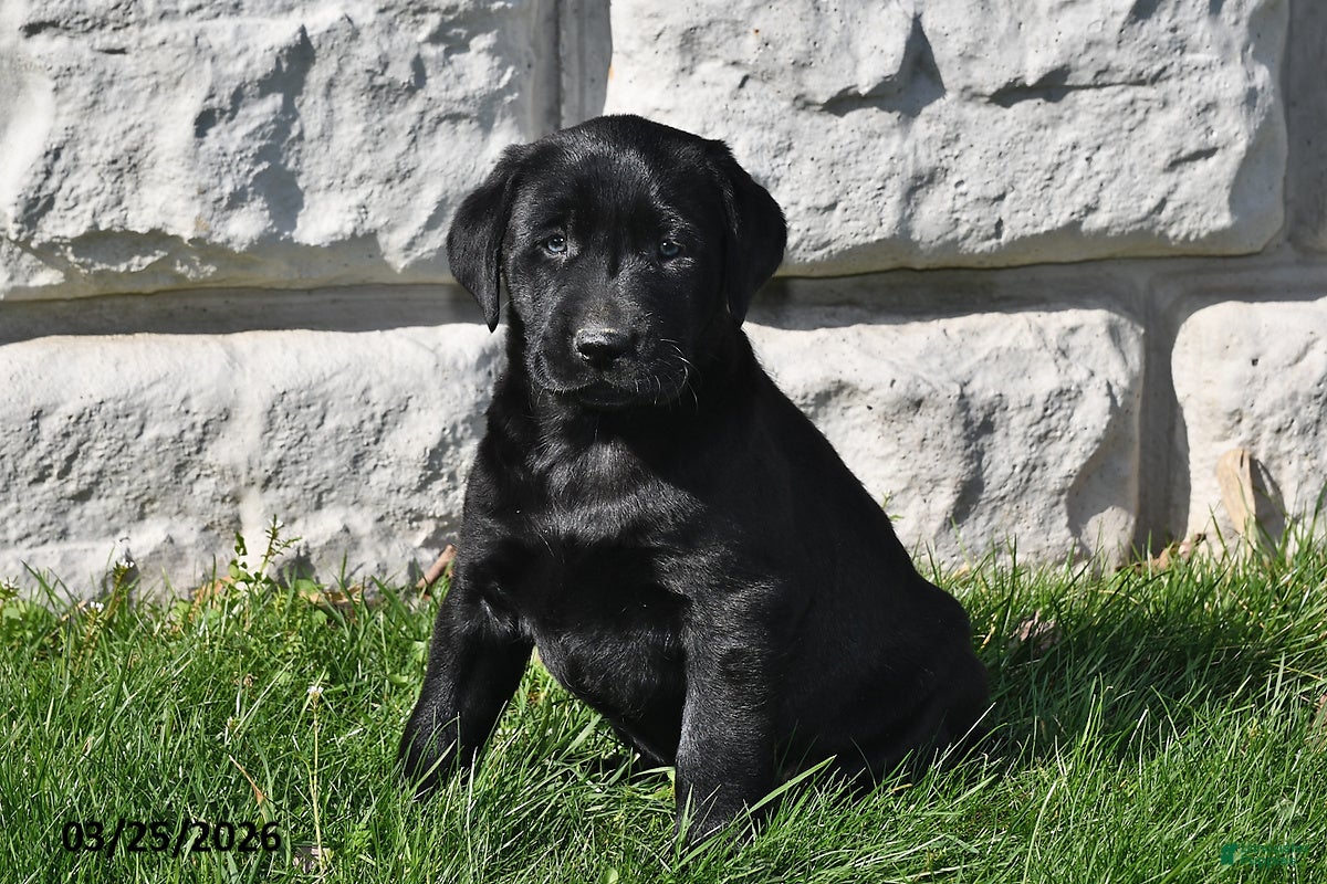 Labrador Retriever dogs Penny - Ad 1