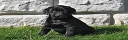 Labrador Retriever dogs for sale: Penny - Ad 1