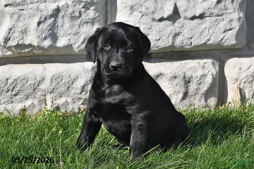 Labrador Retriever dogs for sale: Penny - Ad 1