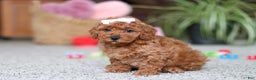 Cavapoo dogs for sale: Angel - Ad 2