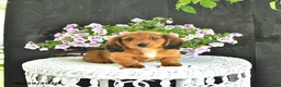 Dachshund dogs for sale: Cole - Ad 5