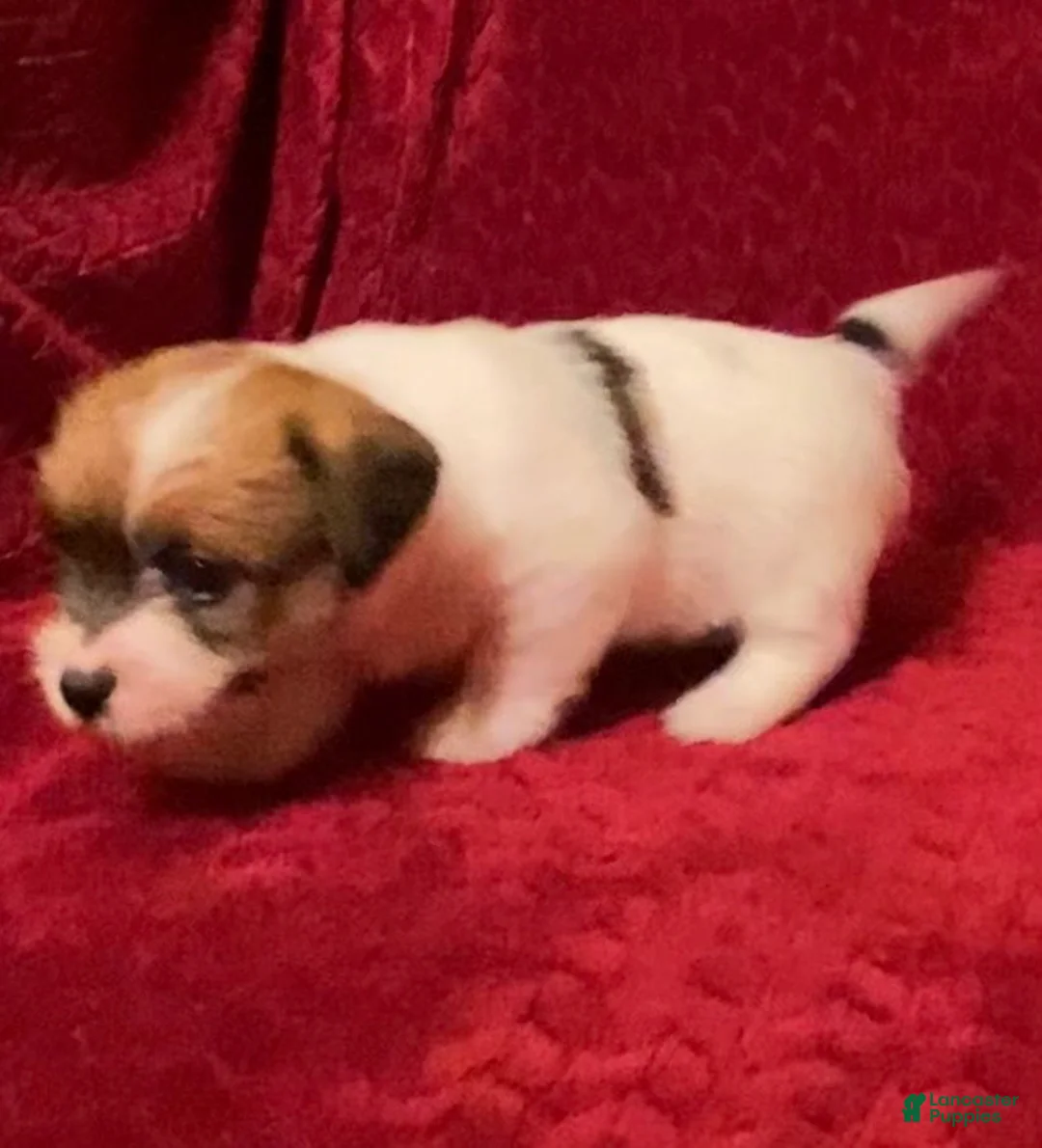 Jack Russell Terrier dogs for sale: Jack Russell Terrier Puppy 3 - Ad 3