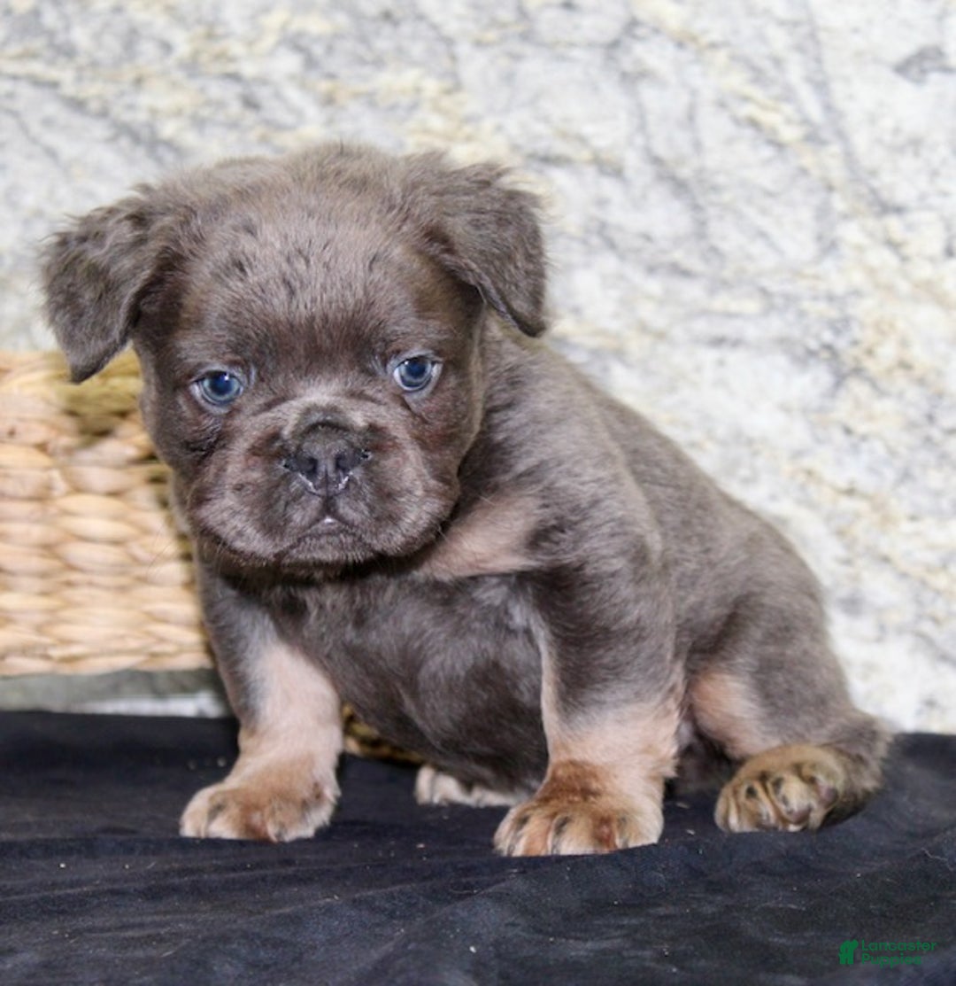 French Bulldog dogs for sale: Bolt - Ad 3