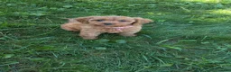 Cavapoo dogs for sale: Pearl  - Ad 8