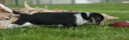 Beagle dogs for sale:  Cypress 🦴🐶 - Ad 15
