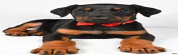 Doberman Pinscher dogs for sale: Lonnie - Ad 4